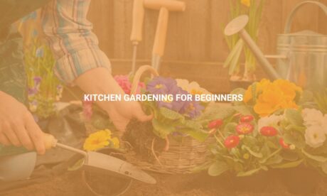 Kitchen Gardening for Beginners