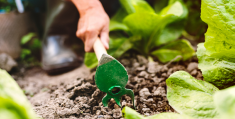Gardening in the UK: A Guide to Cultivating Your Green Oasis