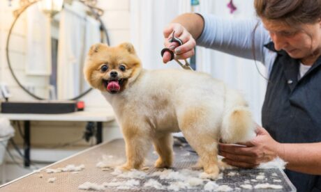 Dog Groomer Training Diploma